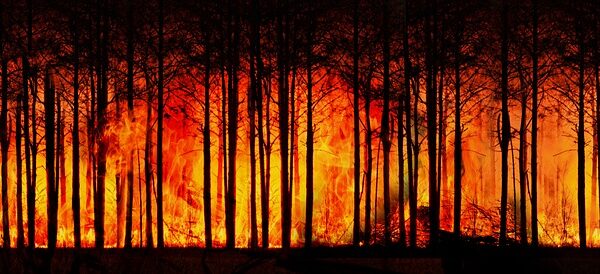 Perlindungan Diri Kebakaran Hutan