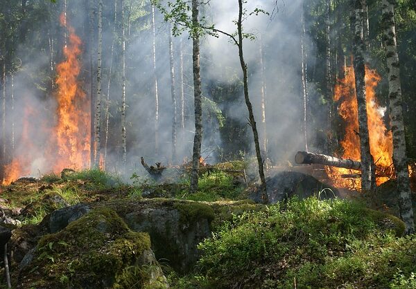 Forest Fire Protection