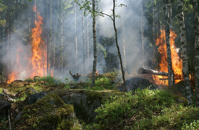 Forest Fire Protection